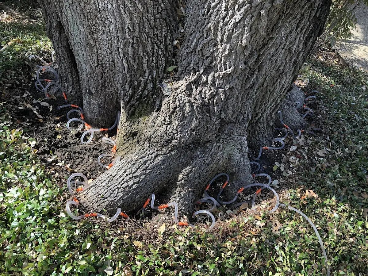 Detailed Tree Cabling and Bracing job site in Mansura