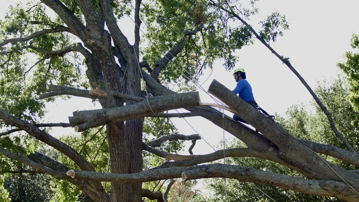 Professional Crown Thinning performed by certified arborists in Mansura