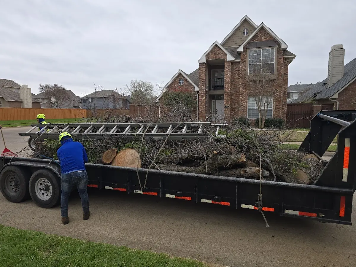 Expert Tree Removal with proper safety equipment in Mansura